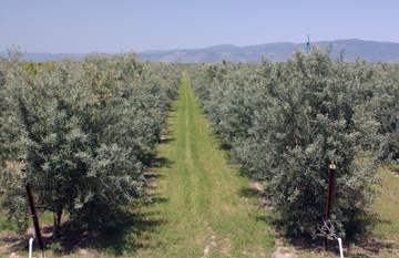 Chacewater Olive Mill