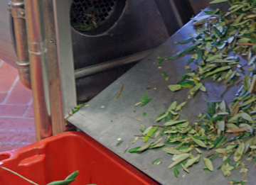 Olive Oil Process