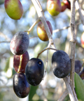 Olive harvest