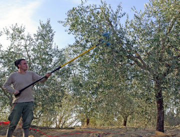 Olive harvest