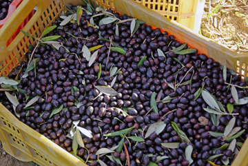 Olive Harvest