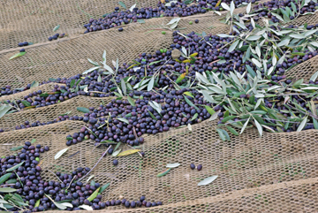 Olive Harvest