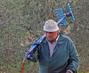 Olive Harvest