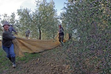 Olive Harvest