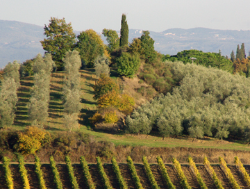 Tasting Olive Oils