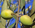 Tasting Olive Oils